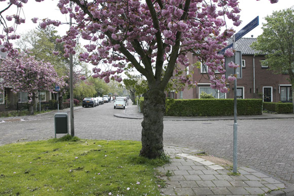 Prunus Plan West Nootdorp